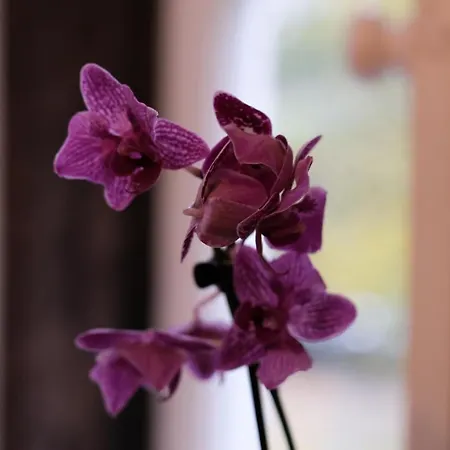 Rowrah Hall 4* Arlecdon