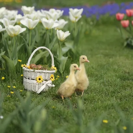 Konukevi Rowrah Hall 4*