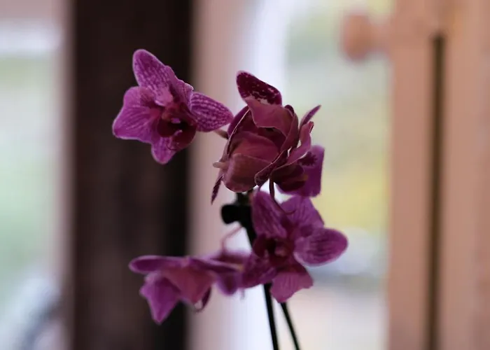 Rowrah Hall 4* Arlecdon